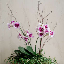 Potted orchid arrangement with pink-and-white blooms in a low ceramic bowl