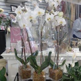 Double Phalaenopsis Plants