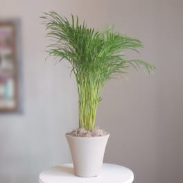 Potted palm plant in a white container on a small table