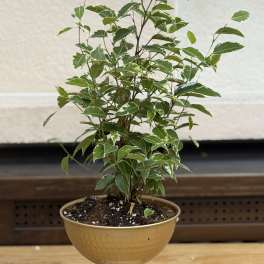 6" Ficus Stand
