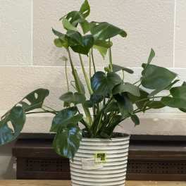 8" Tin Bucket Monstera