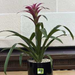 Black Pot Bromeliad