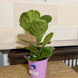 Potted fiddle leaf fig plant in a pink metal bucket
