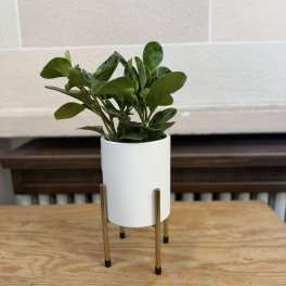 Small green potted plant in a white planter on a gold stand