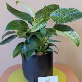Variegated green potted plant in a black container