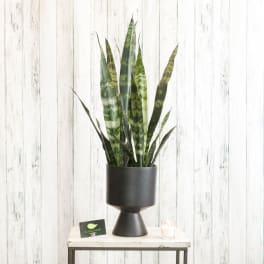 Tall snake plant in a black pedestal planter on a white table