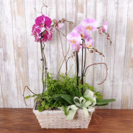Orchid Garden