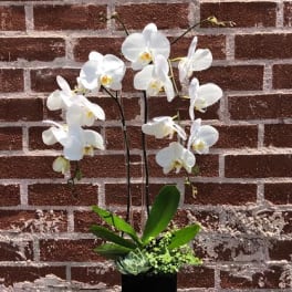 Orchid and Succulents