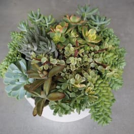 Assorted succulents in a white pot