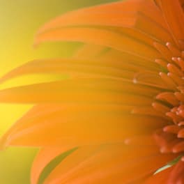 Close-up of an orange gerbera daisy against a yellow background