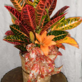 Basket arrangement with colorful croton leaves and an orange lily