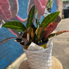 Croton Plant