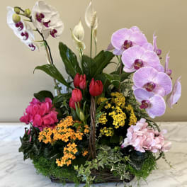 Mixed orchid and tulip arrangement in a basket with ivy and moss