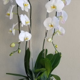 White orchids in a dark decorative pot with striped succulents