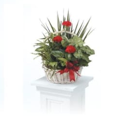 Basket of red carnations and green houseplants with a red ribbon