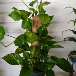 Totem Pole Plant