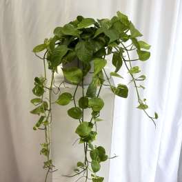 Trailing pothos plant in a white square planter