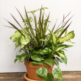 Mixed potted houseplants in a terracotta pot with saucer on a wooden surface.