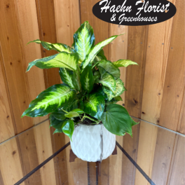 Potted variegated houseplant in a white textured planter