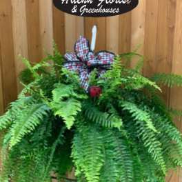 BEAUTIFern