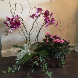 Orchid and pink flowering plant arrangement in a wicker basket with ribbon