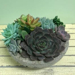 Assorted succulents arranged in a shallow concrete bowl