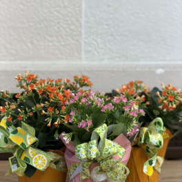 Summer Kalanchoe Special