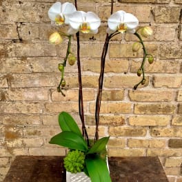 White orchids in a square white planter with green succulent accents