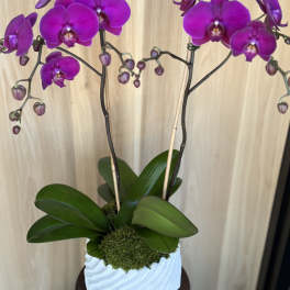 Purple orchid plant in a white textured pot