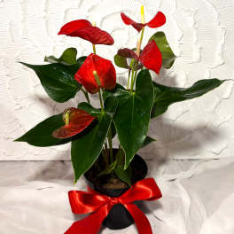 Anthurium