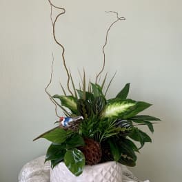 Tropical plant arrangement in a white textured bowl with curly branches