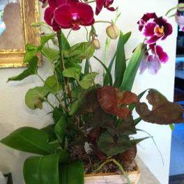 Potted orchid arrangement with magenta blooms in a white planter
