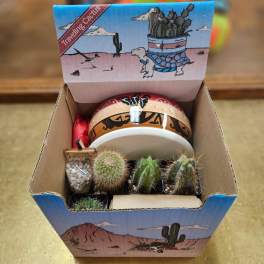 Traveling Cactus Kit