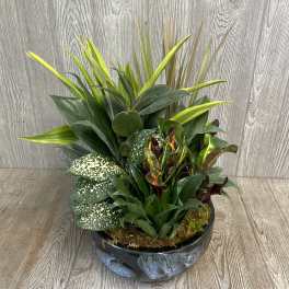 Dish Garden