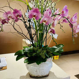 Pink orchids arranged in a white ceramic pot