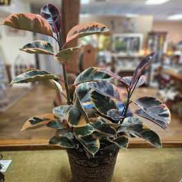 Variegated indoor plant with pink and green leaves in a woven basket pot on a counter