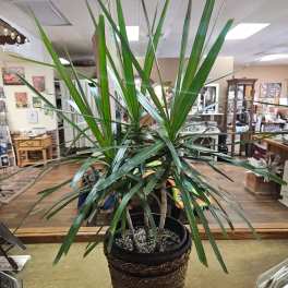 Tall potted dracaena plant in a woven basket cover