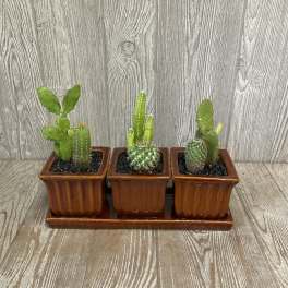 Triple Cactus Garden