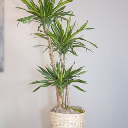 Potted dracaena plant in a woven basket