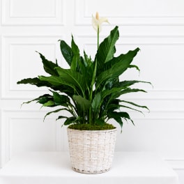 Peaceful Presence 7.5" Peace lily