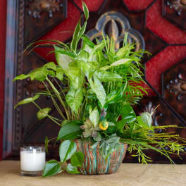 Potted green houseplant arrangement with a white candle beside it
