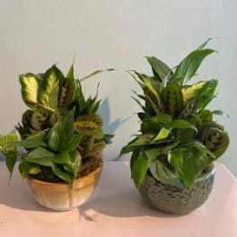 Two small mixed houseplant gardens in round ceramic bowls on a light wood surface