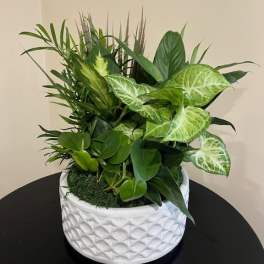 Green houseplant arrangement in a white textured pot