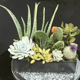 Aloe & Cactus Plant Dishgarden
