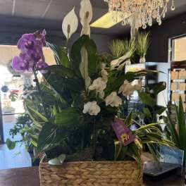 Island Escape Plant Basket