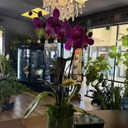 Phalaenopsis Orchid