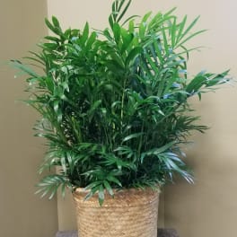 Potted green palm plant in a woven basket