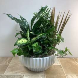 Mixed green houseplants arranged in a white ribbed planter