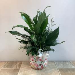 Peace Lily in floral pot