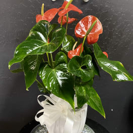 Potted anthurium plant with red blooms in a white ribboned pot